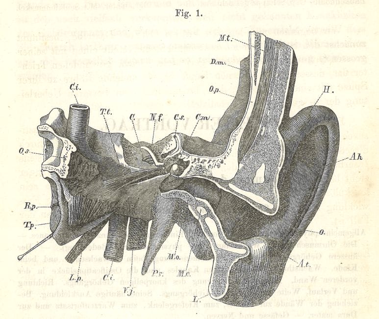 Cross section of an ear by Dr. Tröltsch