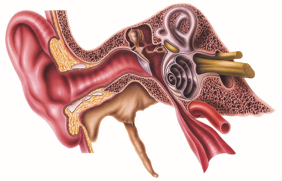 Cross section of an ear